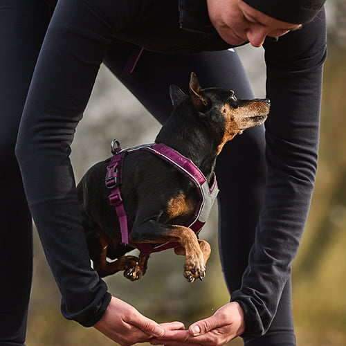 Non-stop Line Harness 5.0 – allsidig sele til hund