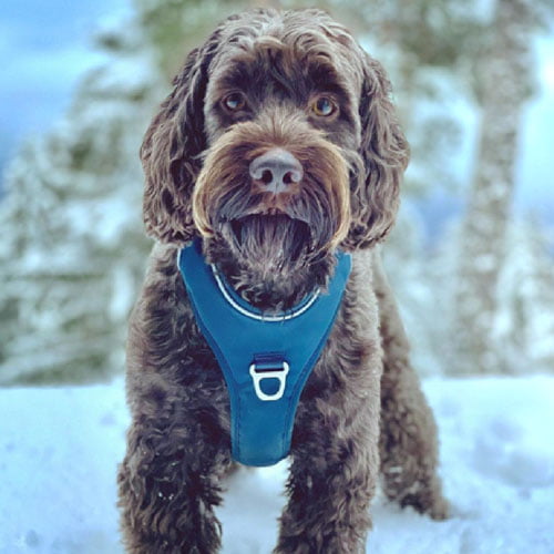 KYFLIE Momentum hundesele