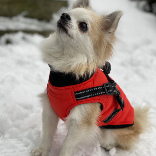 ASM Pet vest/sele - Blå