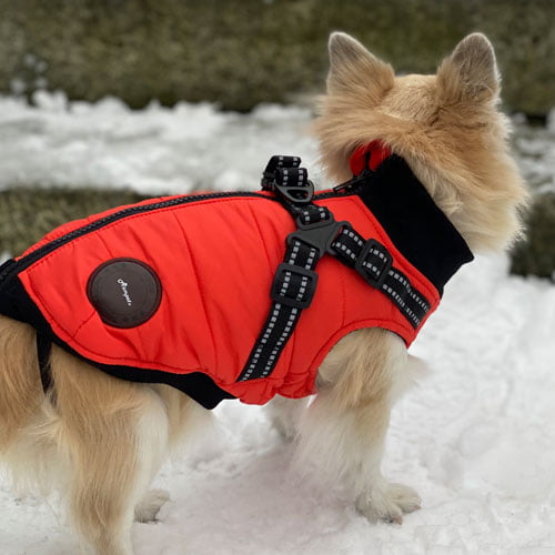 ASM Pet Vest/Sele - Oransje