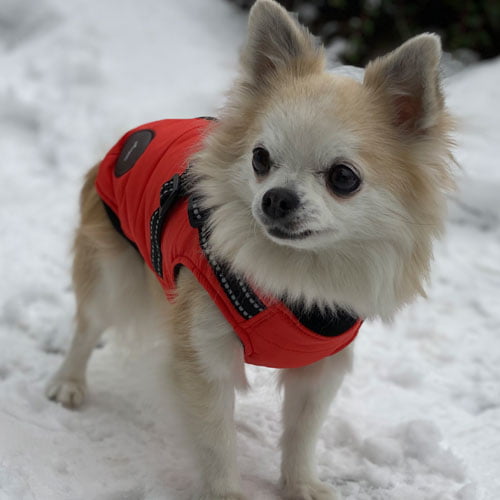 ASM Pet Vest/Sele - Oransje