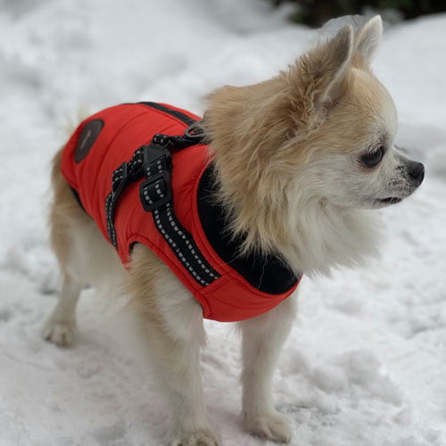 ASM Pet Vest/Sele - Oransje