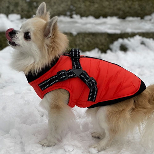 ASM Pet vest/sele - Blå