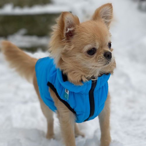 Airy Vest vendbart hundedekken Blått/Svart