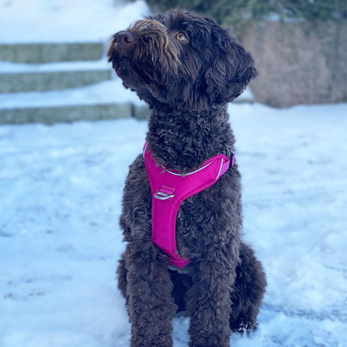 KYFLIE Momentum hundesele