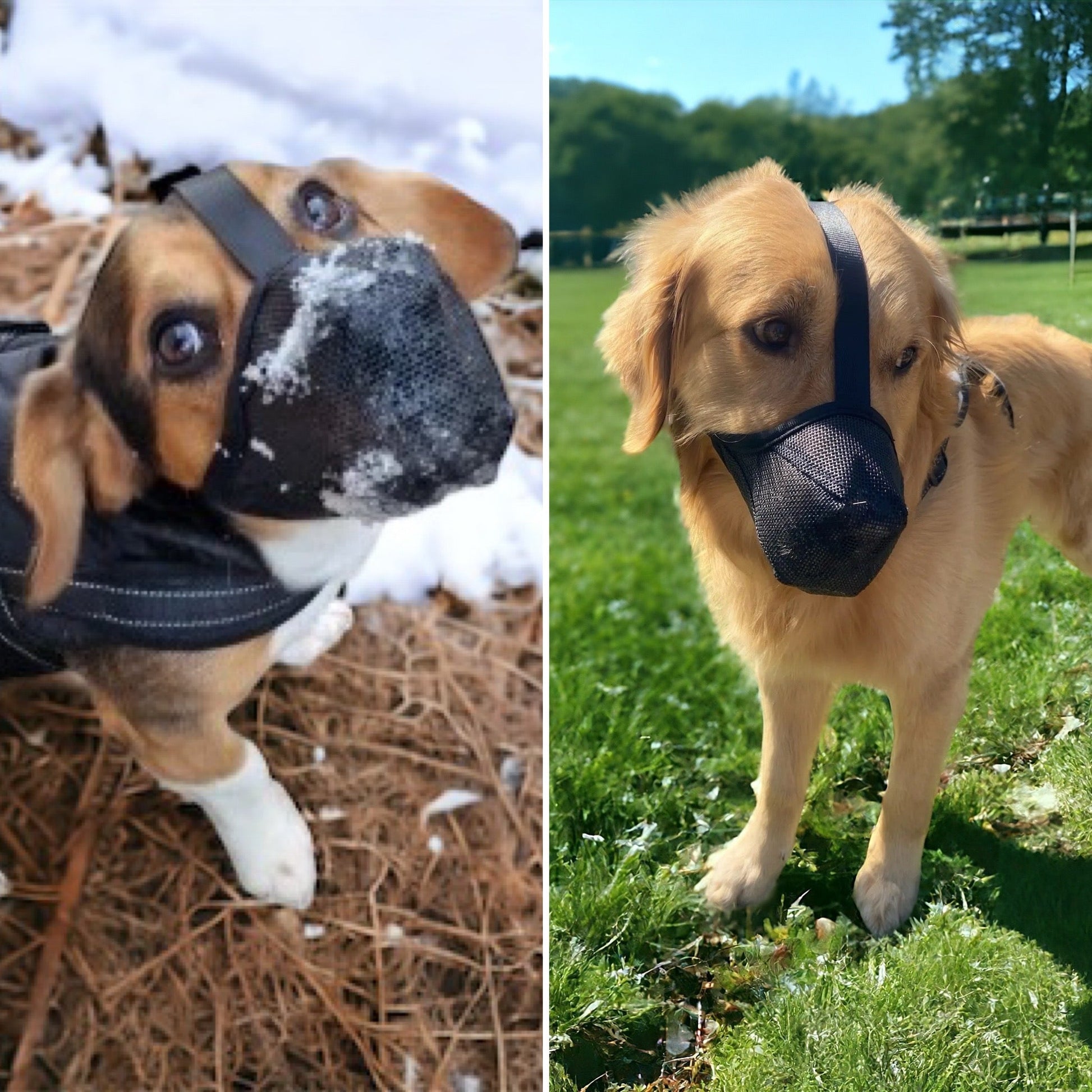 Detalj av justerbar munnkurv til hund