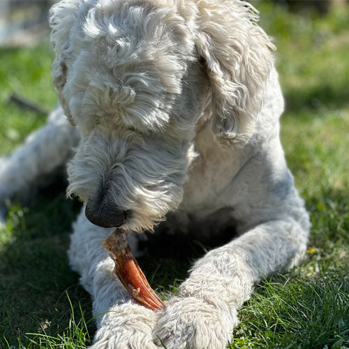 Oksemuskel – hard snacks til hund
