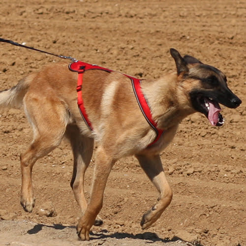 KYFLIE Ludus trekksele