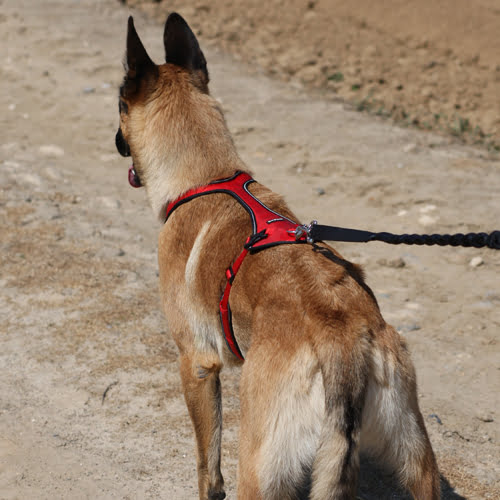 KYFLIE Ludus trekksele