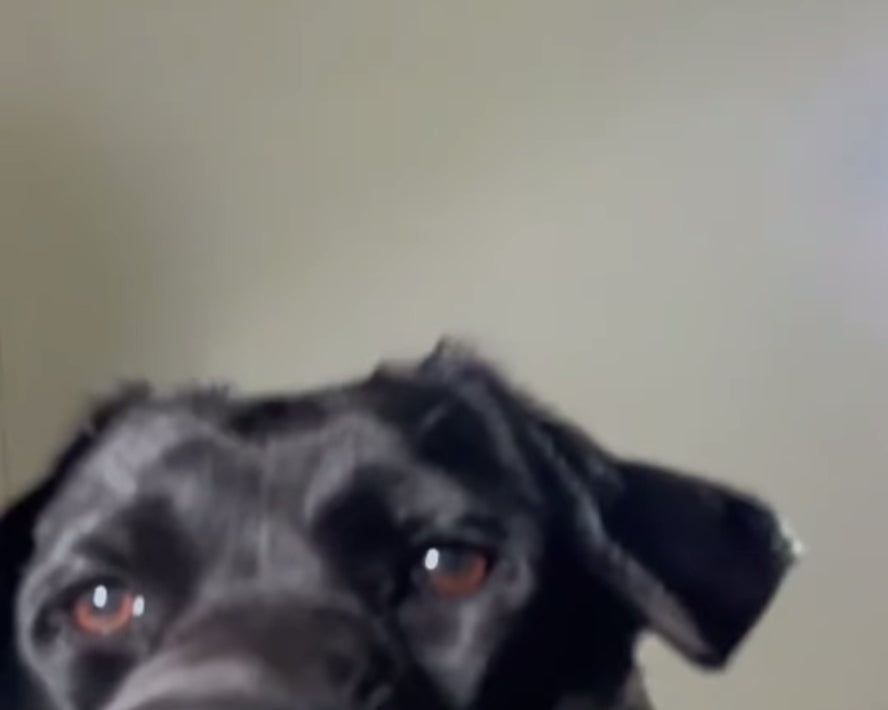 Last inn video: Antisøl vannskål til hund – Sølefri drikkeskål for bil, bur og hjem (1,5L)