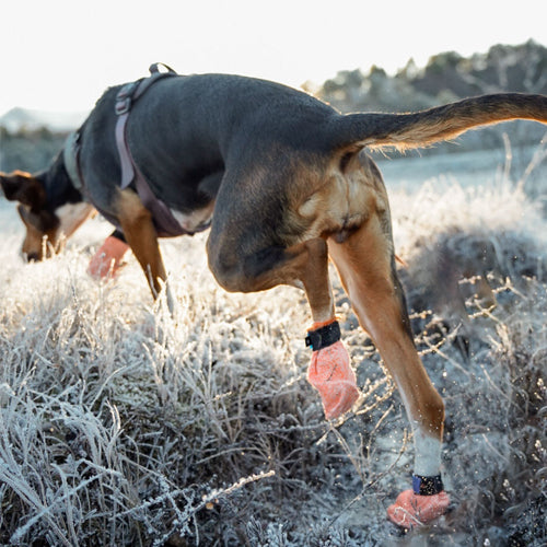 Miljøfoto av protector light socks på hund i terrenget