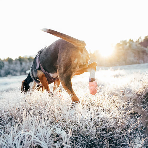 Miljøfoto av protector light socks på hund i terrenget