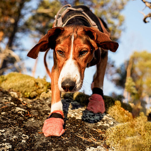Miljøfoto av protector light socks på hund i terrenget