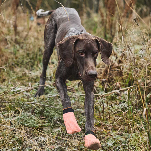Miljøfoto av protector light socks på hund i terrenget