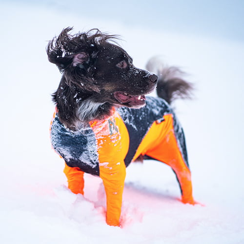 Heldress til hund – Non-Stop Protector Snow