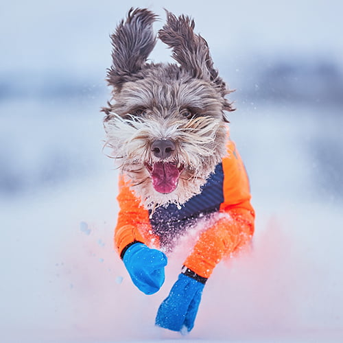 Heldress til hund – Non-Stop Protector Snow