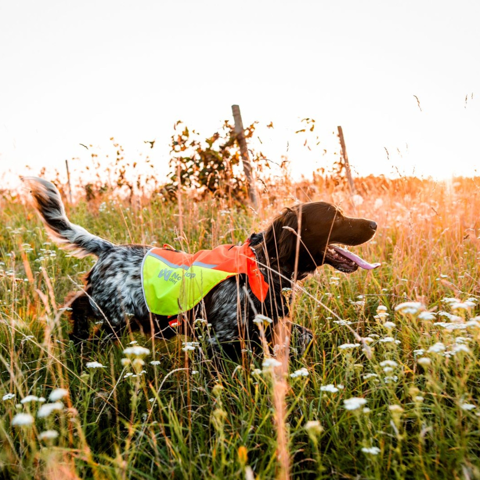Non-stop Dogwear Protector Vest 2.0 – beskyttelsesvest til hund