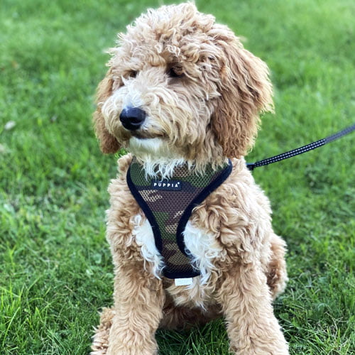 Puppia Soft hundesele - Camofarge