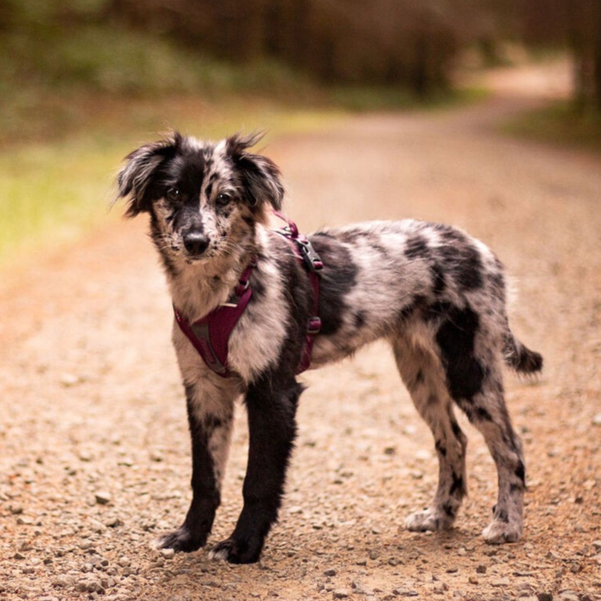 Non-Stop Dogwear Ramble harness