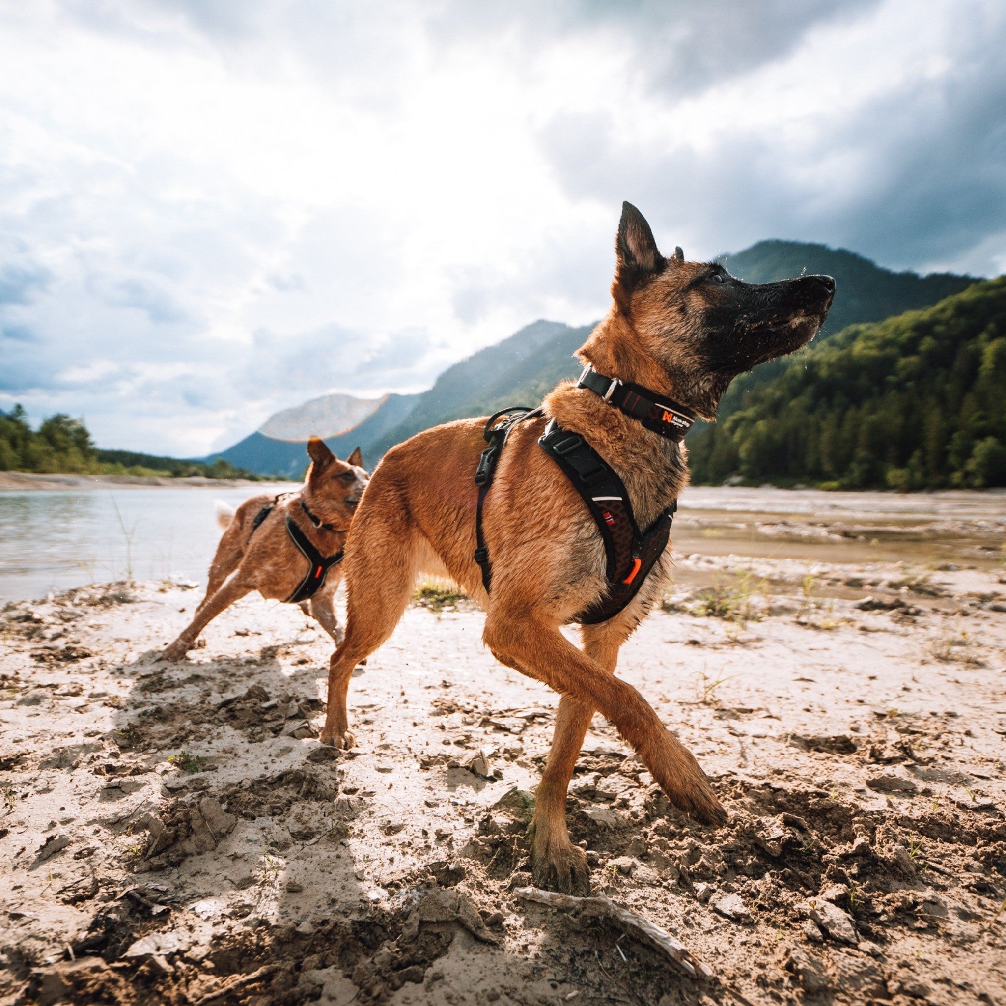 Non-stop Rock Harness – allsidig hundesele med håndtak