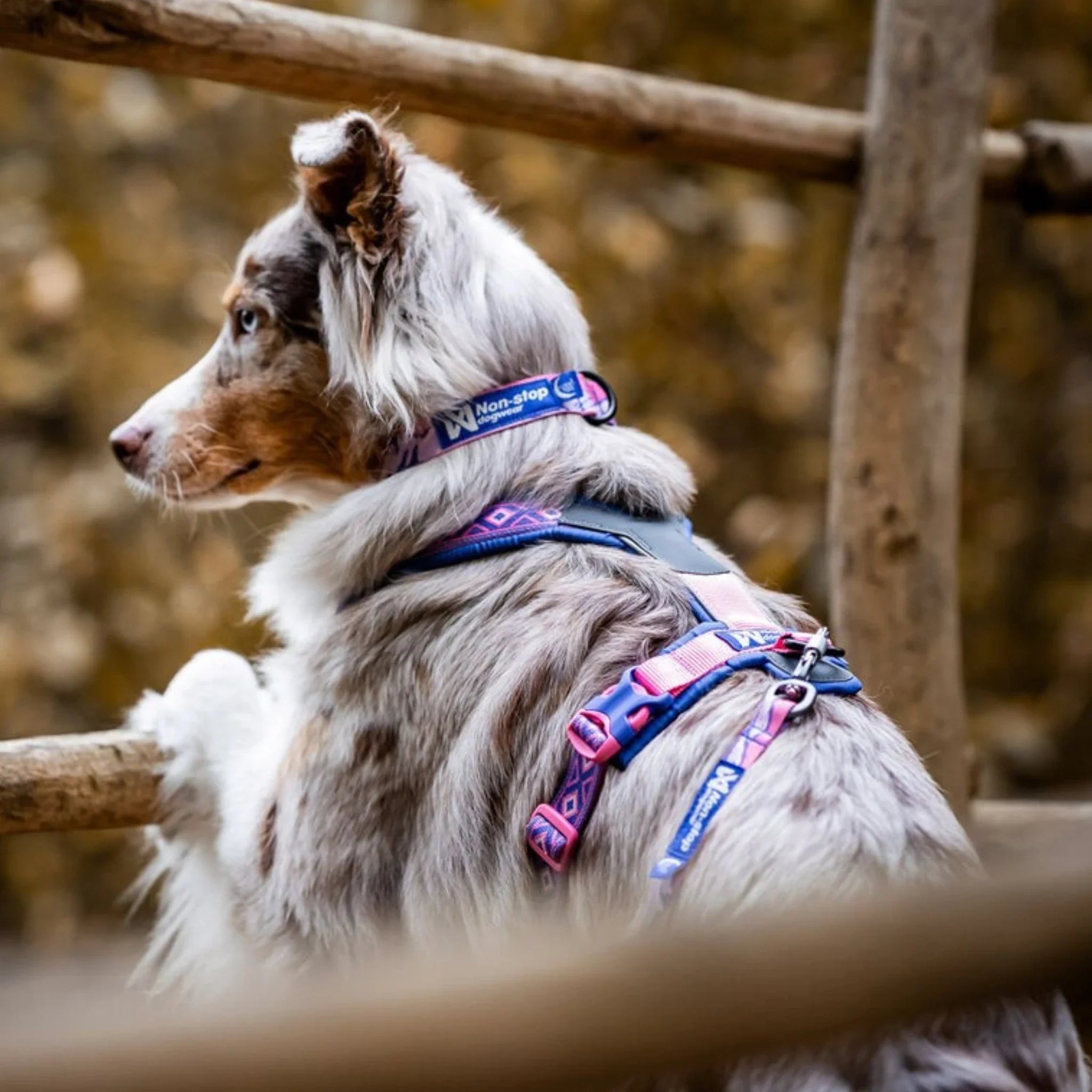 Non-stop Trail Quest Collar Rachel Pohl – halsbånd med refleks