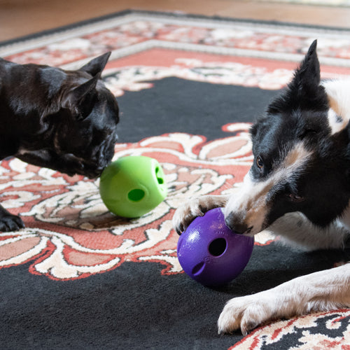 Miljøfoto av hunder som leker med Rumbl