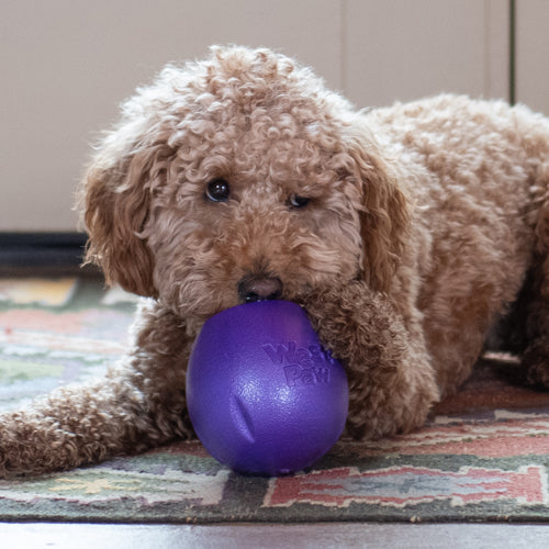 Miljøfoto av hund som leker med Rumbl