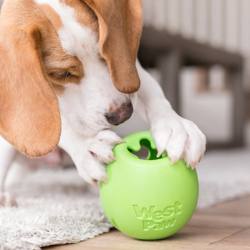 Miljøfoto av hund som leker med Rumbl