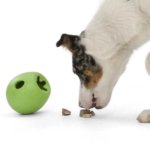 Miljøfoto av hund som leker med Rumbl