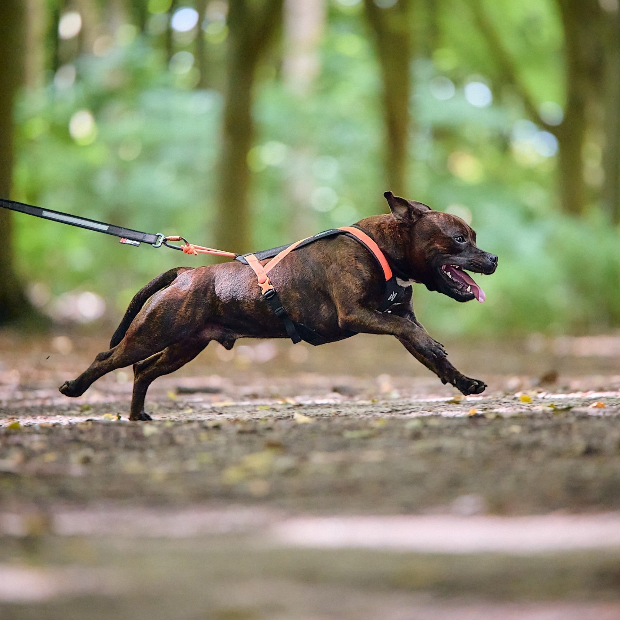 Trekksele til hund – Non-stop Rush Harness