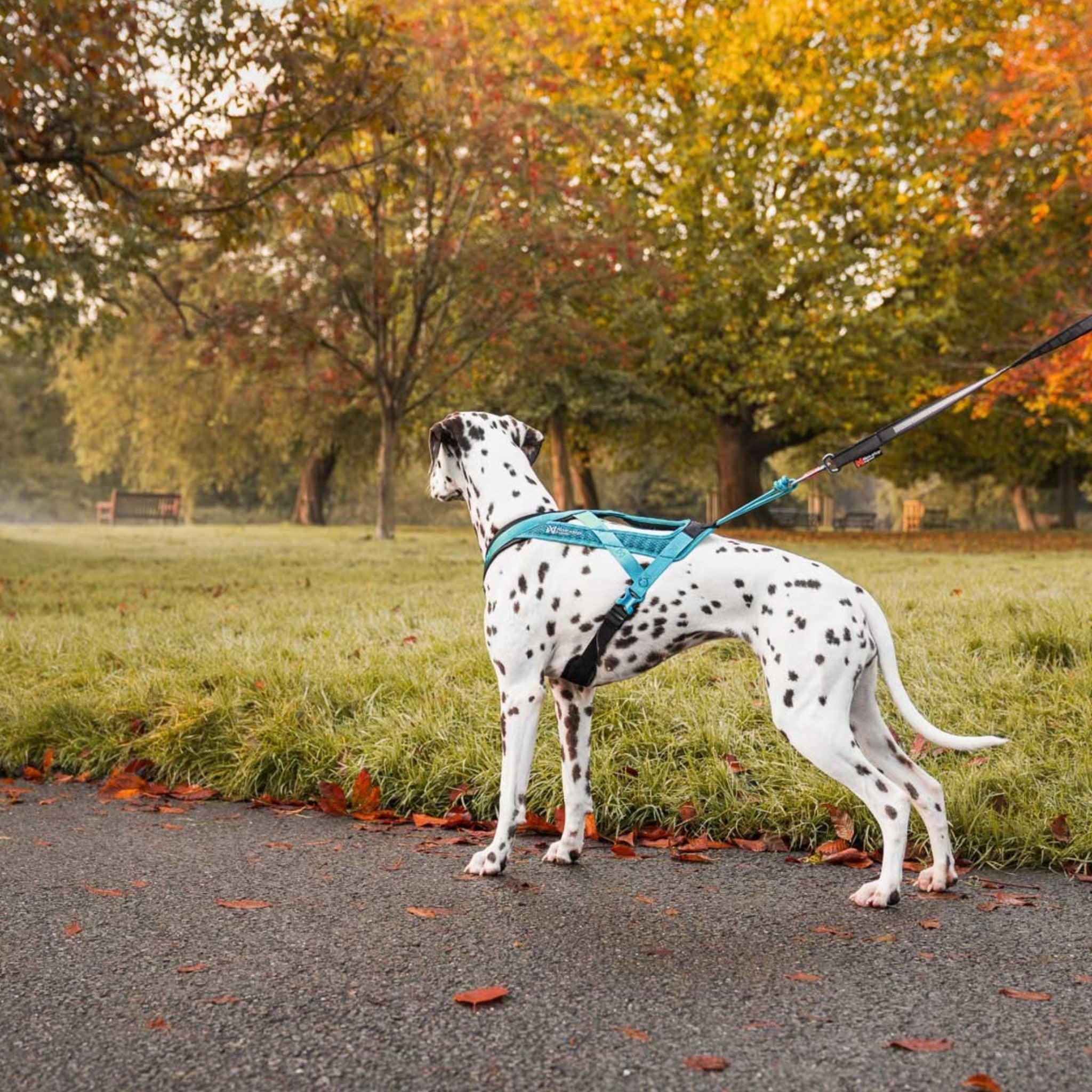 Trekksele til hund – Non-stop Rush Harness