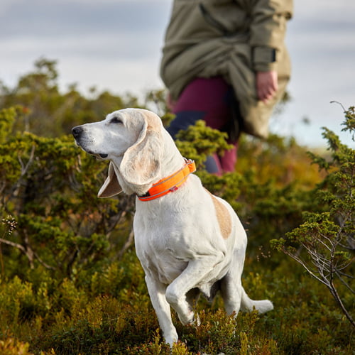 Safe Collar – halsbånd til hund fra Non-Stop