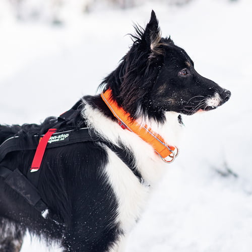 Safe Collar – halsbånd til hund fra Non-Stop