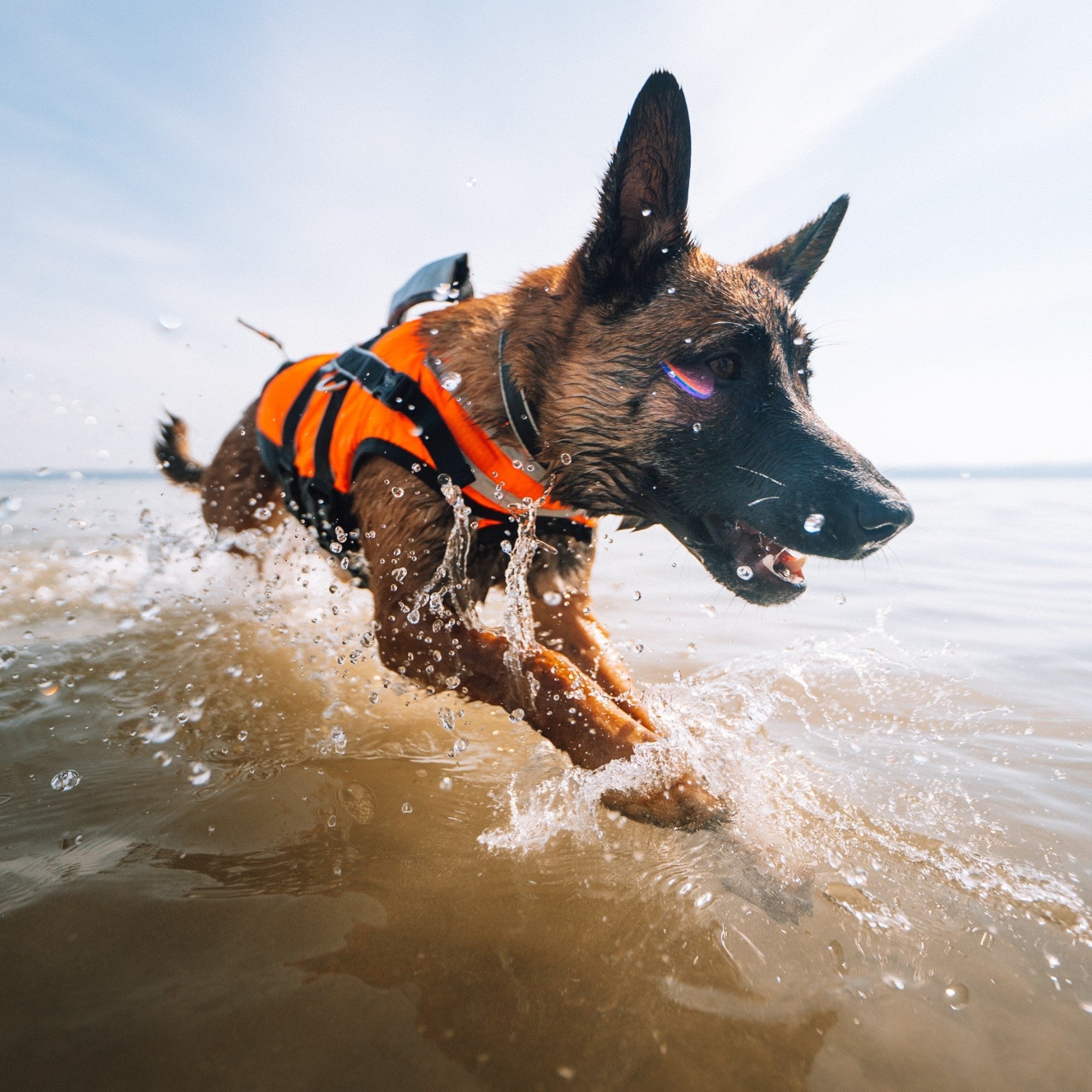 Non-stop Dogwear Safe Life Jacket 2.0 – flytevest til hund