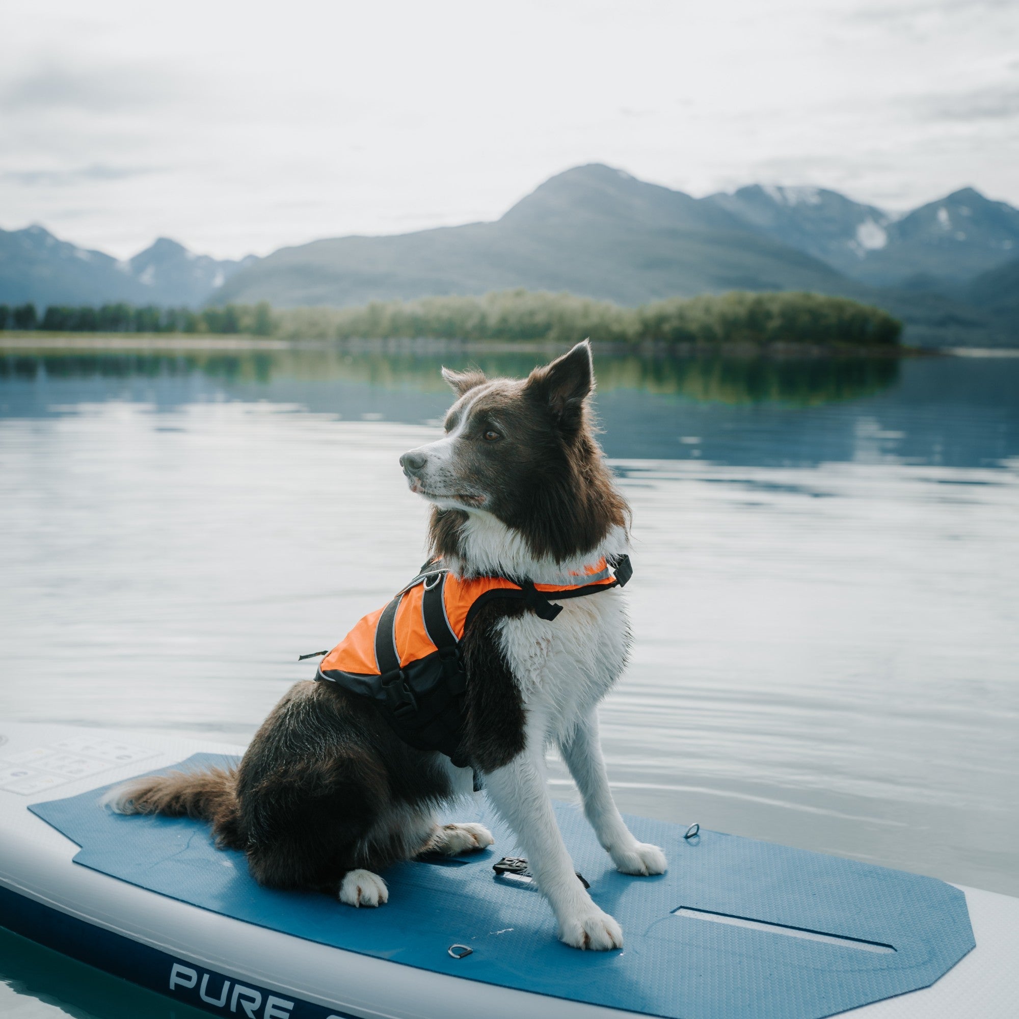 Non-stop Dogwear Safe Life Jacket 2.0 – flytevest til hund