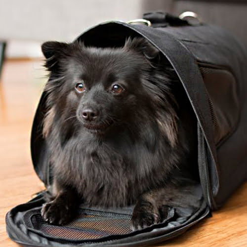 Bæreveske Snobben Grønn - Reisebag til hund