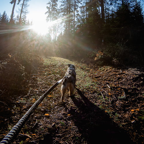 Touring Bungee 23mm – elastisk hundekobbel fra Non-Stop