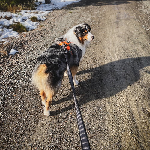 Touring Bungee 23mm – elastisk hundekobbel fra Non-Stop