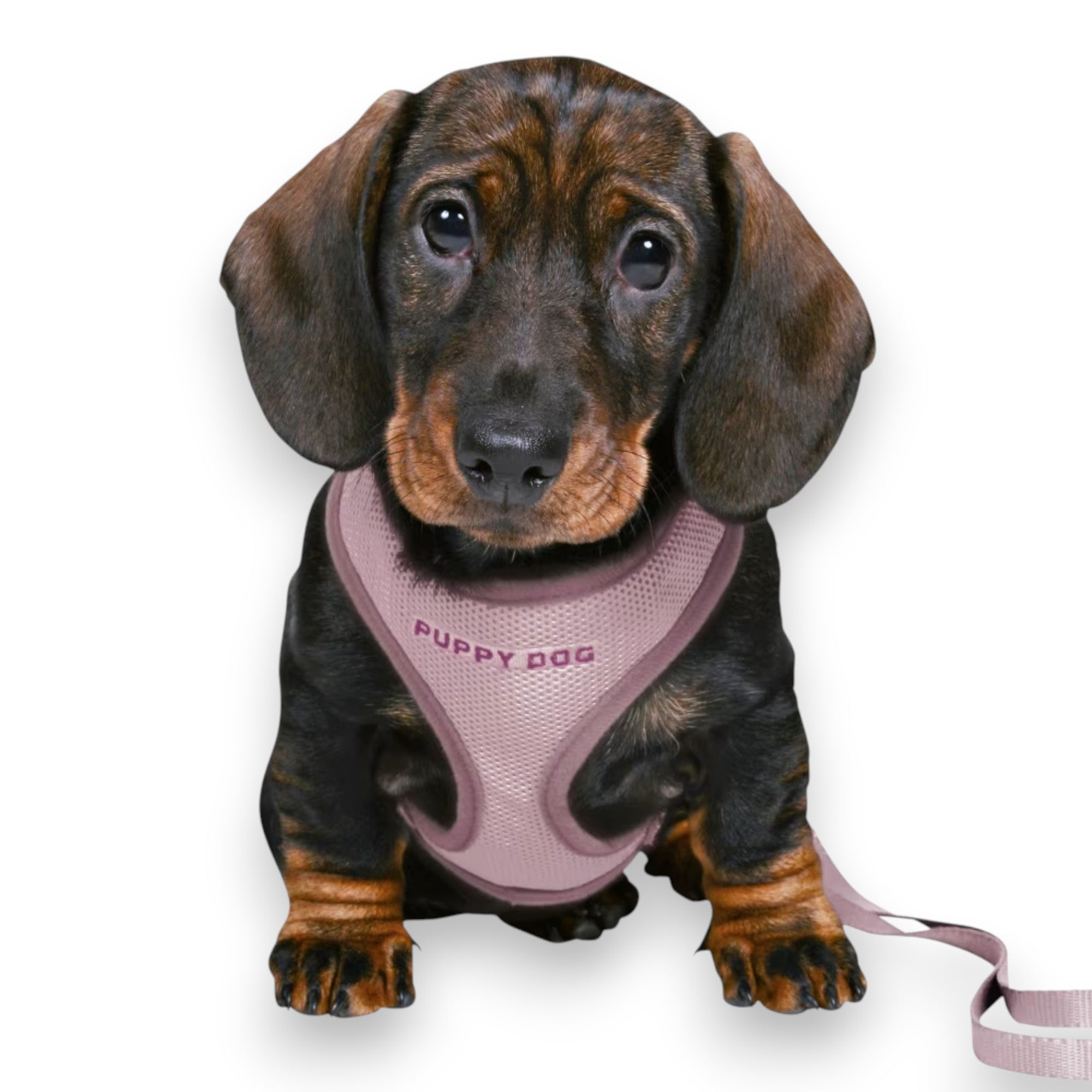 Trixie valpesele med kobbel – lilla sele 26–34 cm