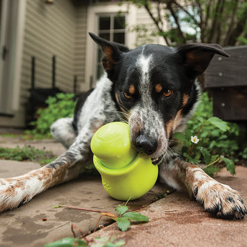 Toppl Treat Toy – populær hundeleke fra West Paw