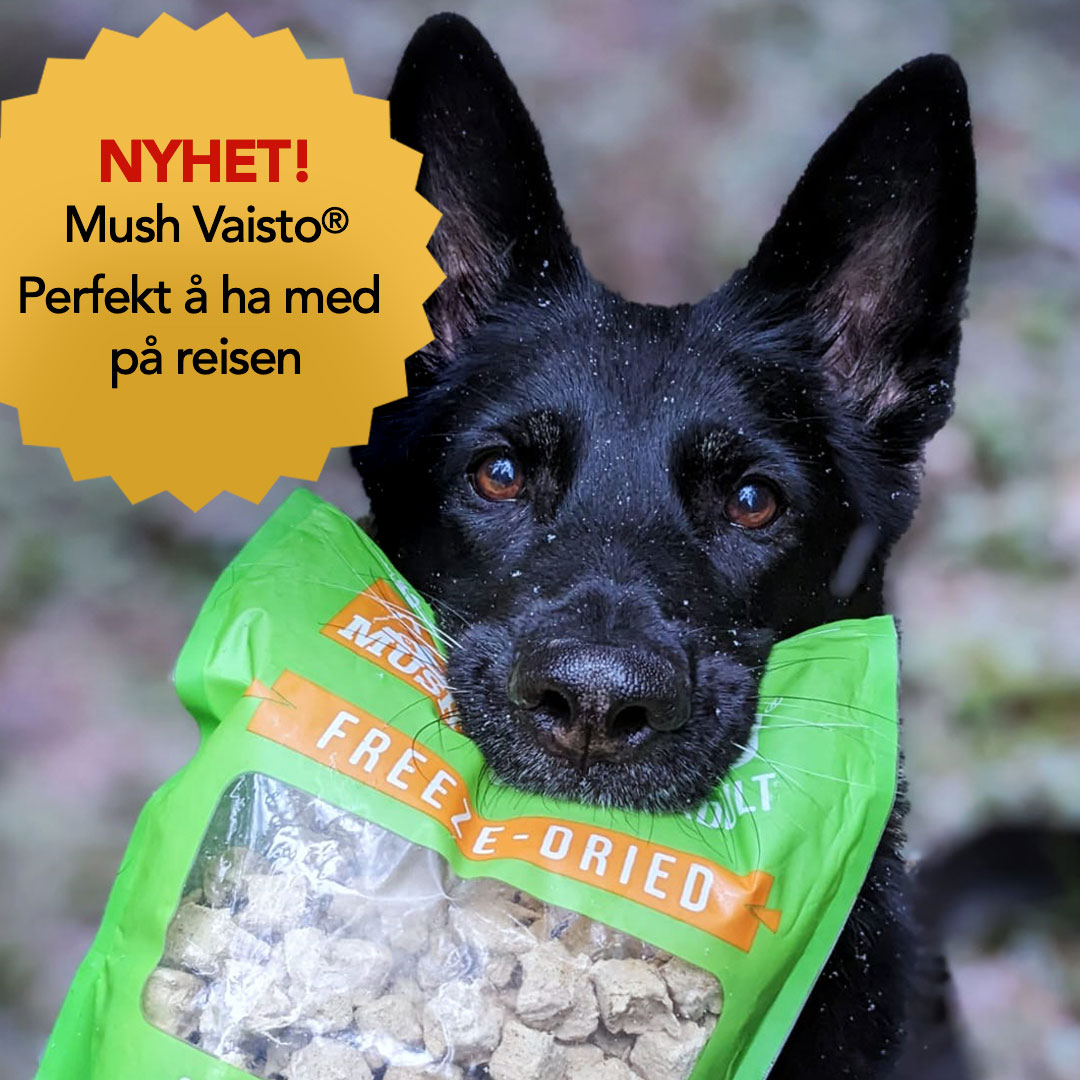 Bannerbilde av hund med Mush Vaisto-pakke i munnen