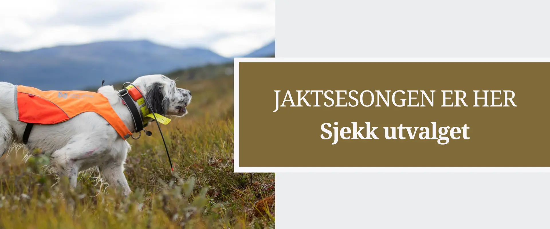 Hos hundeutstyr.no finner du det du trenger til jakt og trening.